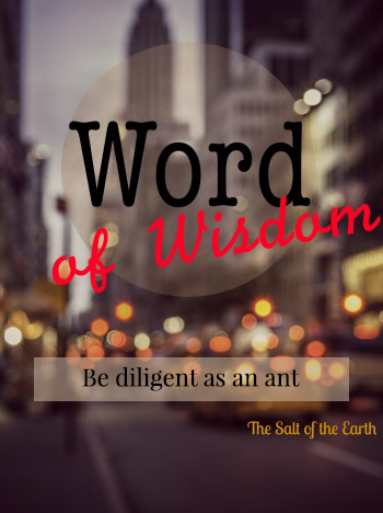 Be diligent as an ant