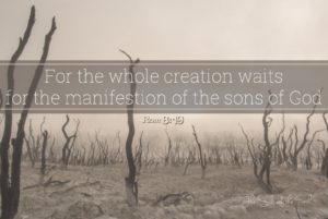 For the whole creation waits for the manifestation of the sons of God