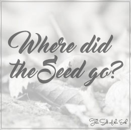 Where did the Seed go in the Bible