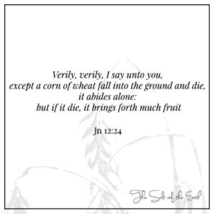 corn of wheat dies