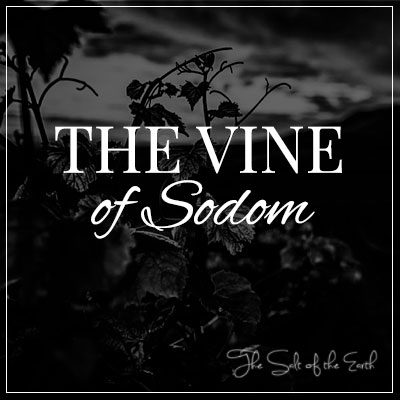 The vine of Sodom Deuteronomy 32