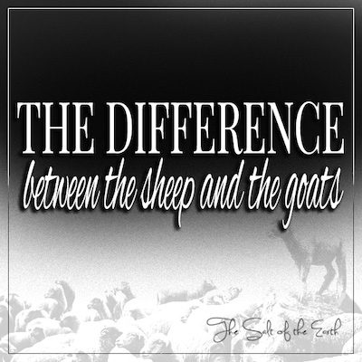 Разница между овцами и козлами в Библии