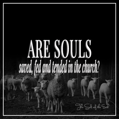 Are souls saved fed tended in church