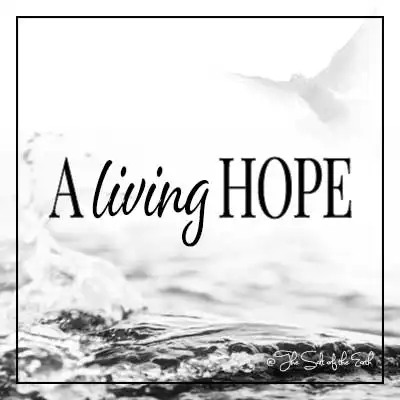 Текст заголовка статьи Живая надежда