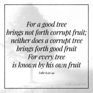 Библейское Писание Люк 6-43-44 Хорошее дерево не приносит коррумпированного фрукта, ни развратное дерево не приносит хорошего фрукта для каждого дерева известно его собственным фруктам