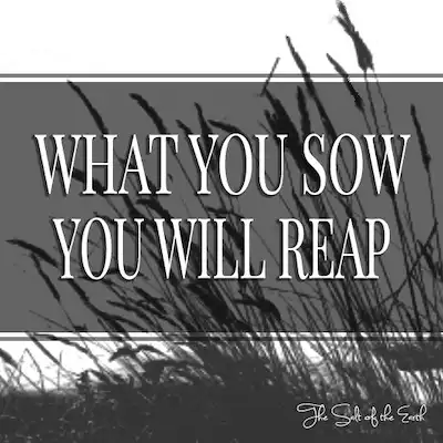 Заголовок статьи Что посеешь, то и пожнешь